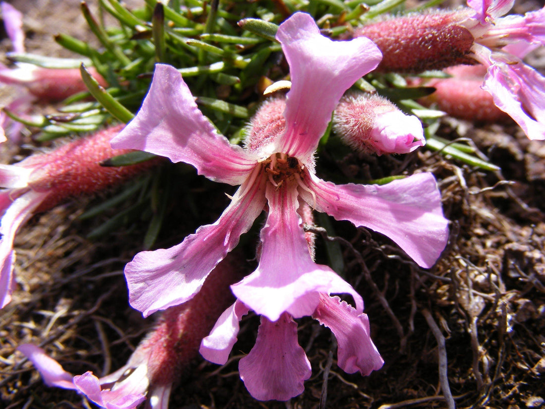 Saponaria Pumila as a Skincare Ingredient - MyAdelline