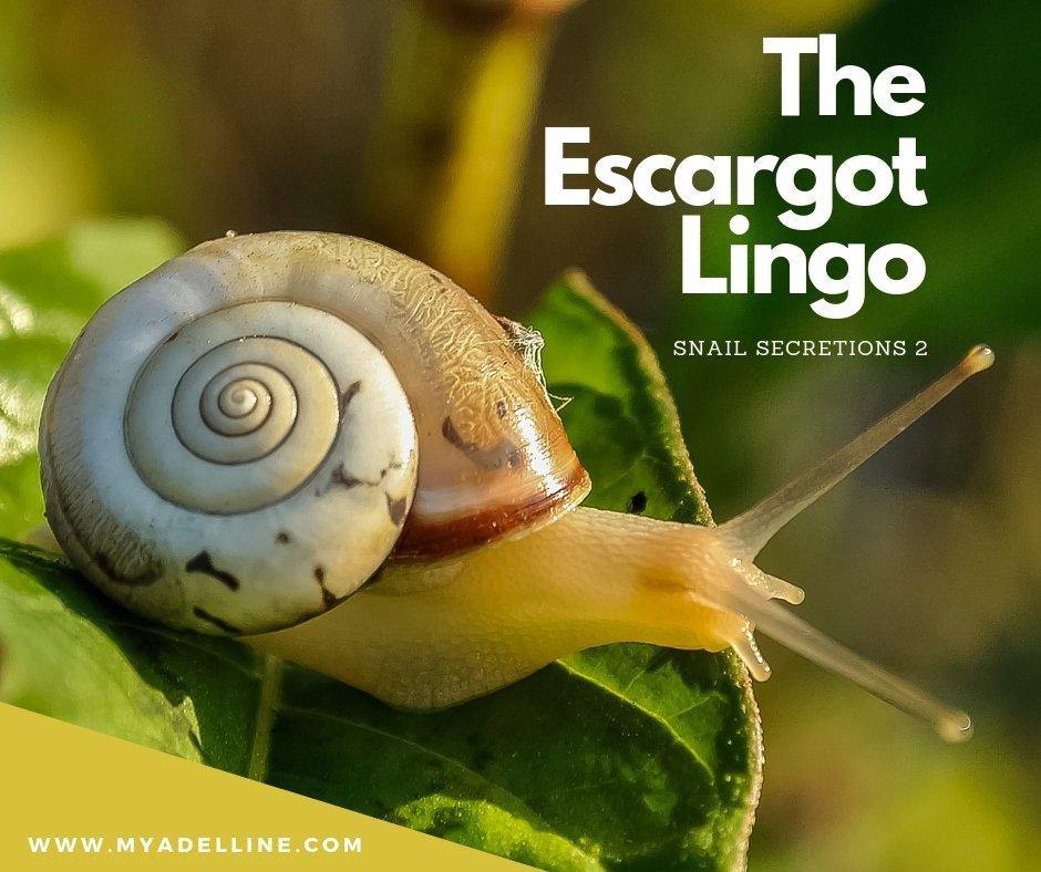 Filtrate for secretion of snails 2: Lingo Escargot - MyAdelline