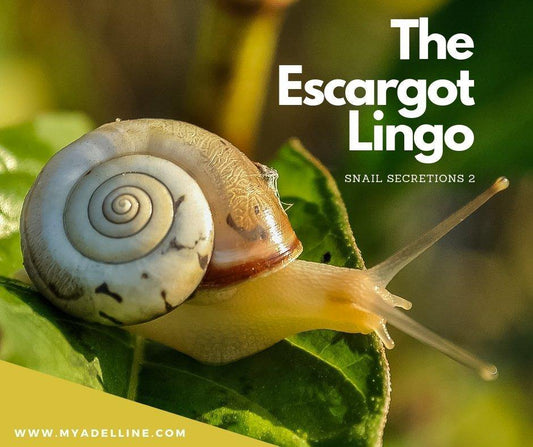 Filtrate for secretion of snails 2: Lingo Escargot - MyAdelline