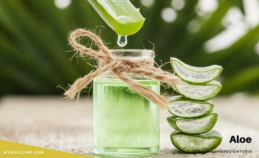 Aloe as a Skincare Ingredient - MyAdelline