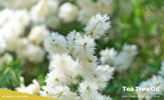 Tea Tree as a Skincare Ingredient - MyAdelline
